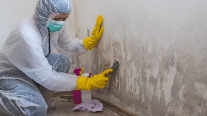 black mould removal Sydney