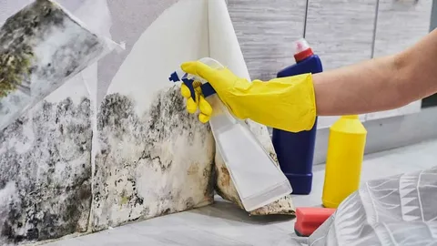 Sydney Mould Cleaning